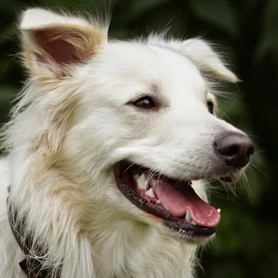 Frischer Atem & Zähne